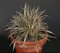 Celmisia asteliifolia
